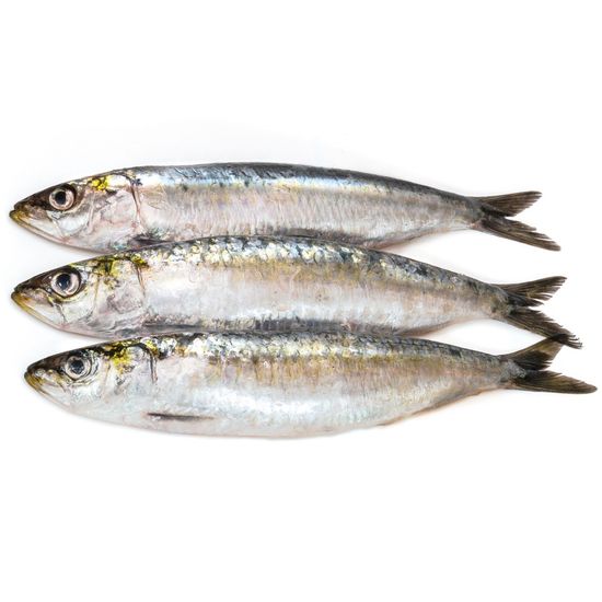 Sardina