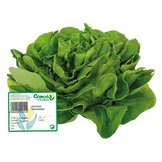 Lechuga Trocadero Peso Aproximado 250 gr